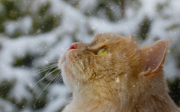 Кот в снегу