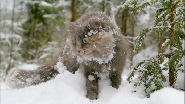 Кот в снегу под елкой