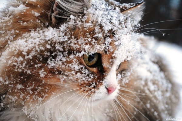 Кот под Снегопадом