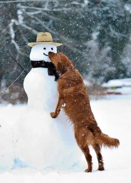 Снежная собака