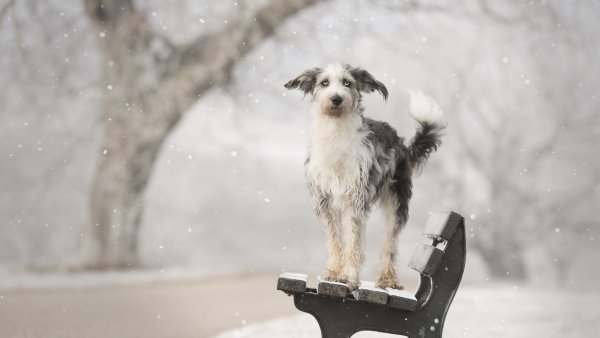 Щенок зимой