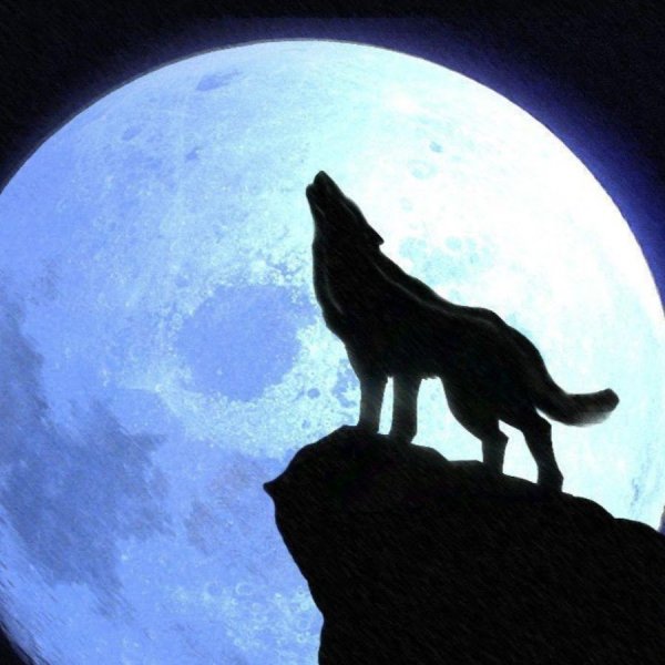 Волк воет на луну