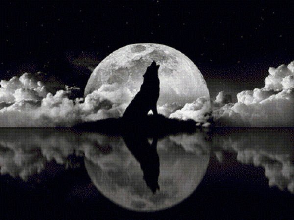 Волк и Луна