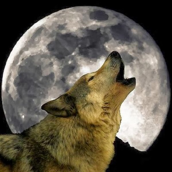 Морда волка воющего на луну
