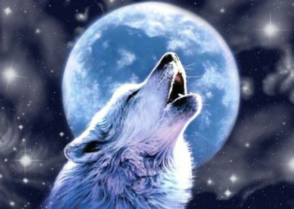 Волк и Луна