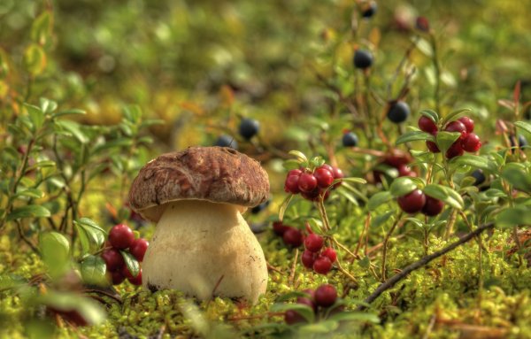 Боровики брусника