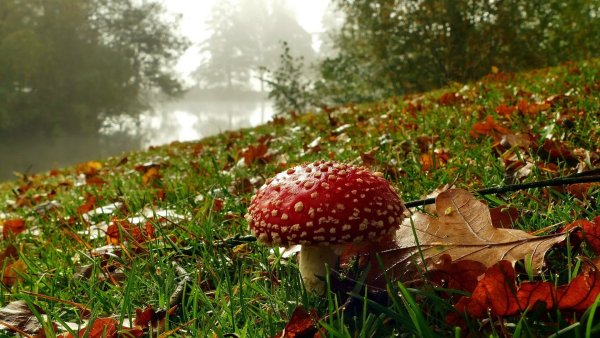 Осень лес грибы мухоморы