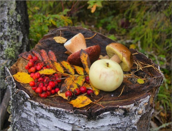 Осенние дары природы