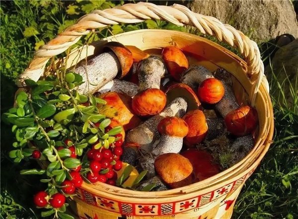 Корзинка с грибами и ягодами