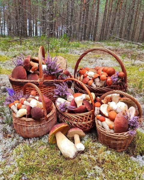 Осенние дары леса