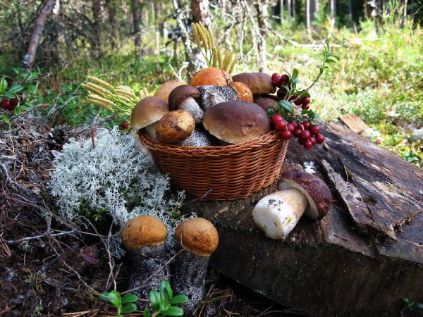 Поляна грибов и ягод