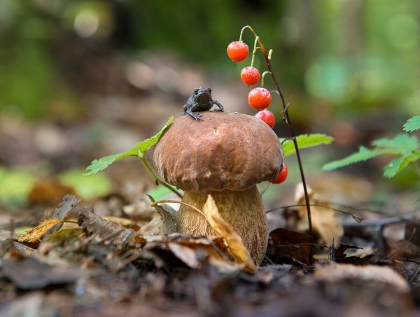 Осенние грибы