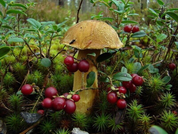 Осенние ягоды в лесу