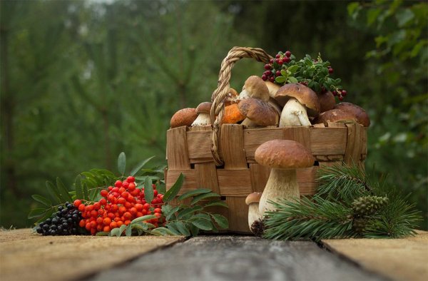 Лесные дары осени