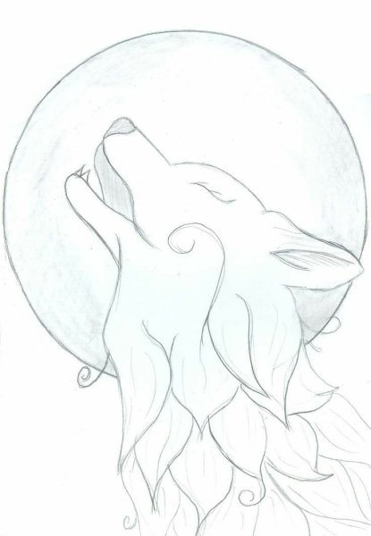 Рисунок волка карандашом для срисовки легкие