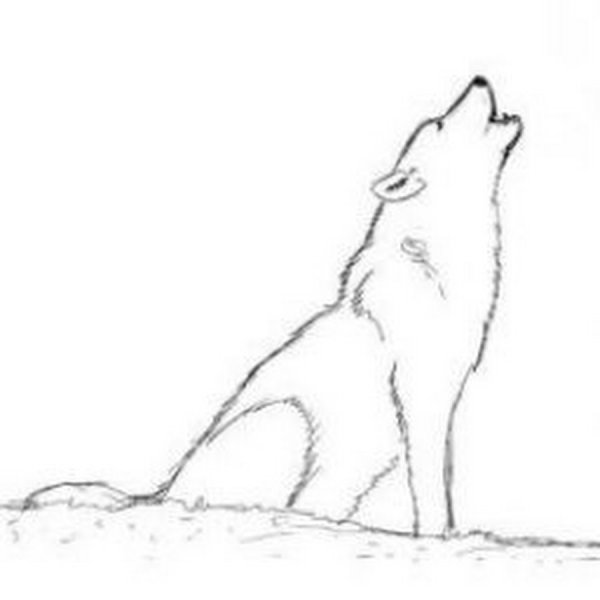 Рисунок волка карандашом для срисовки для детей