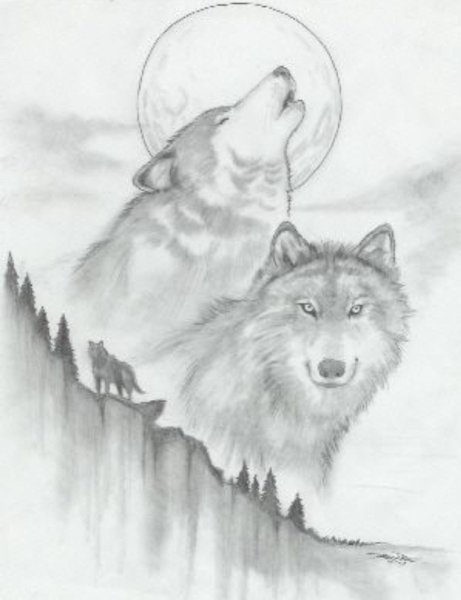 Как нарисовать волка: 21 простой способ