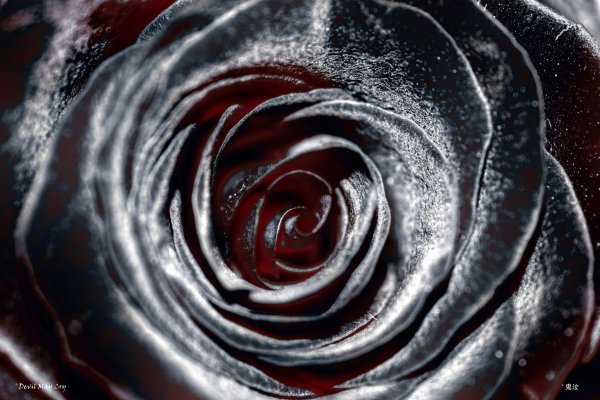 Черная роза