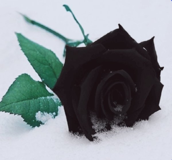 Чёрные розы в снегу
