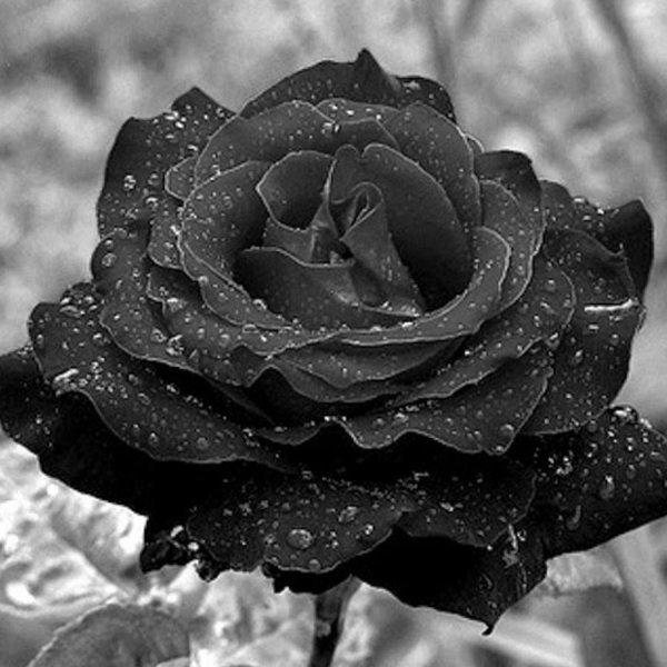 Замерзшая роза черная