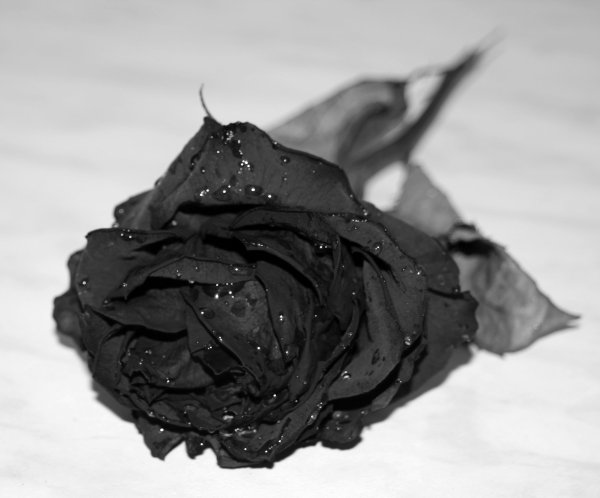 "Черная роза" Томаса Костейна..