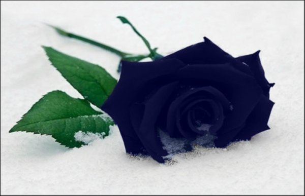 Синяя роза на снегу