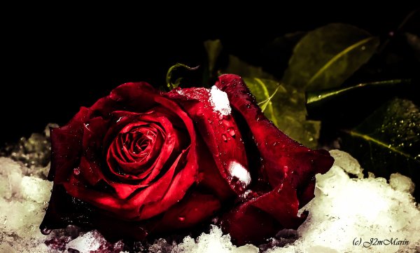 Роза на снегу ночью