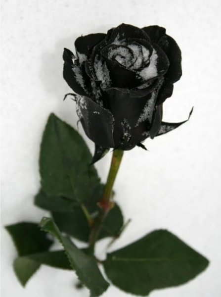 Роза черная Наоми