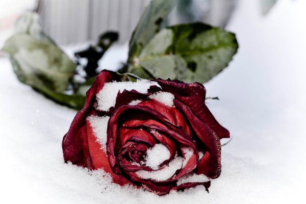 Красная роза в снегу арт