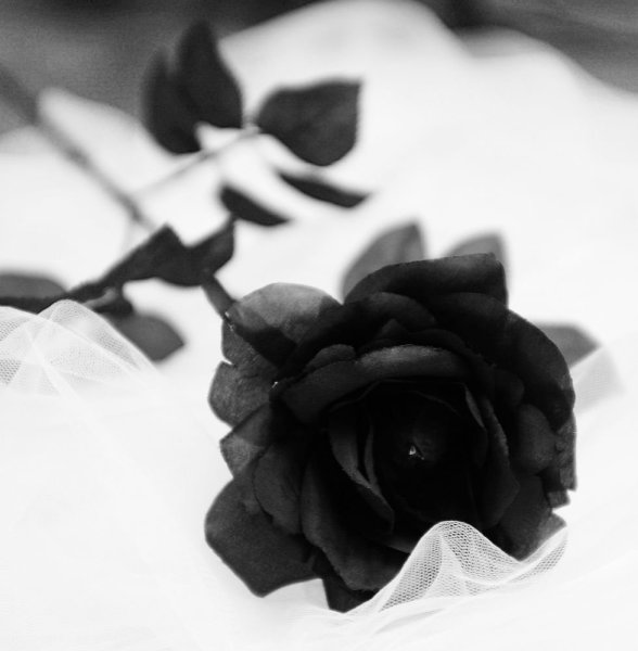 Чёрные розы на белом снегу