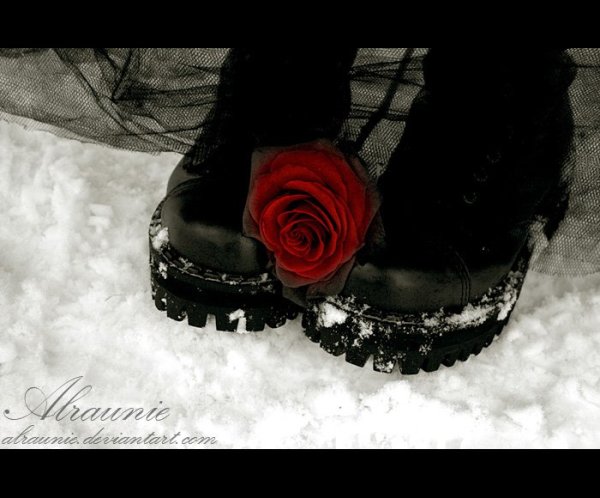 Черная роза зимой