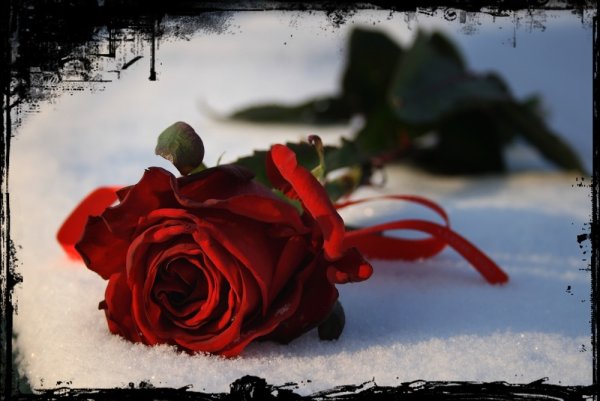 Роза в слезах