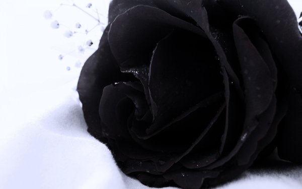 Лепестки черные