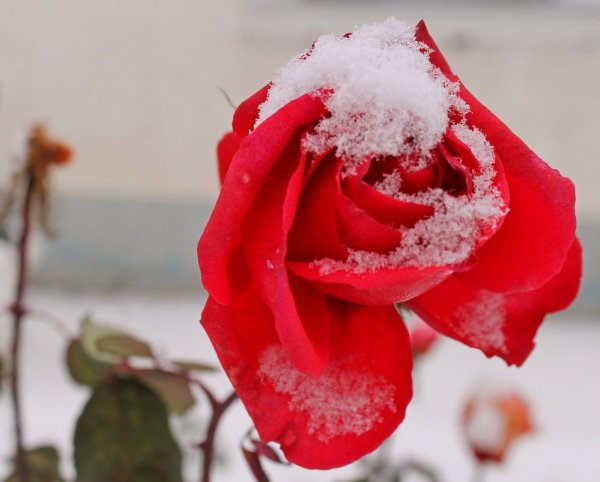 Декабрьские розы