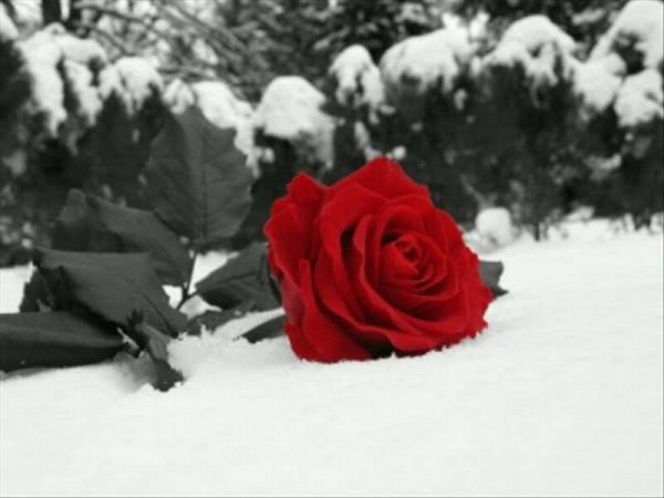 Розы на зимней скамейке