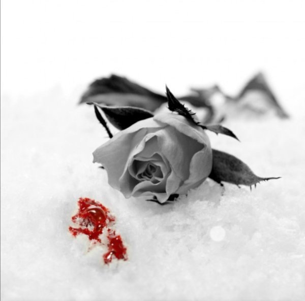 Окровавленная белая роза на снегу