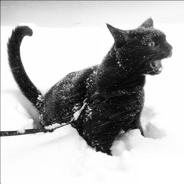 Черный кот в снегу