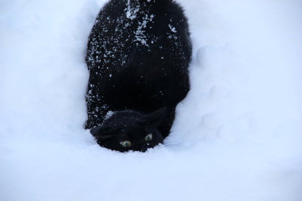 Черный кот зимой
