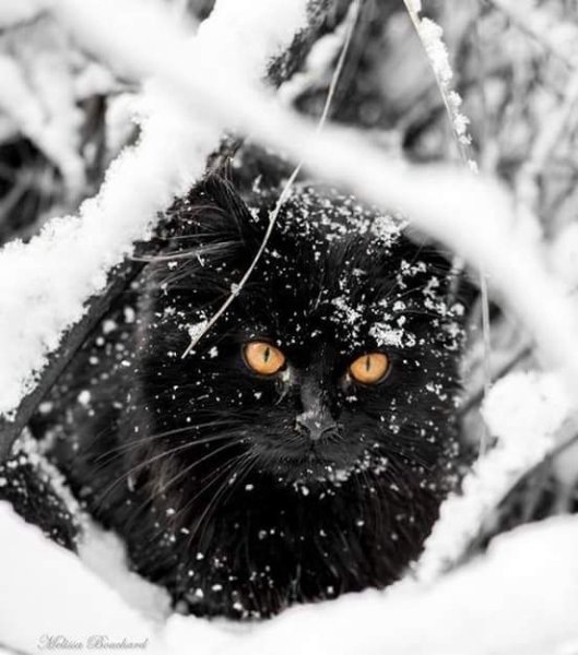 Черные коты на снегу