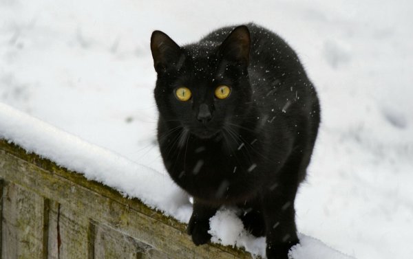 Черная кошка с желтыми глазами
