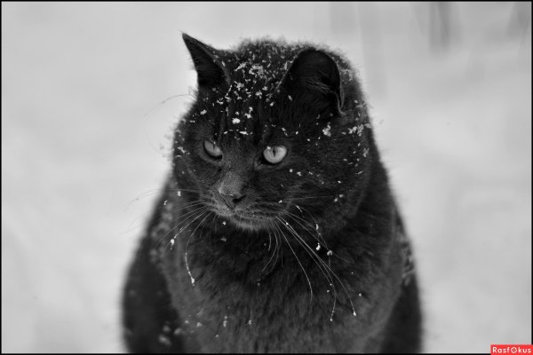 Зимний котик черный