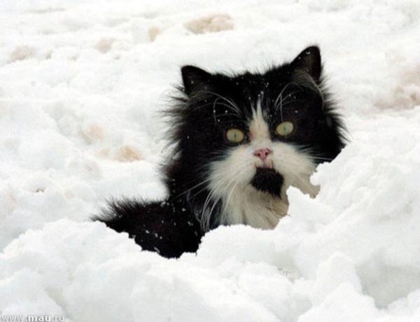 Черный кот в снегу