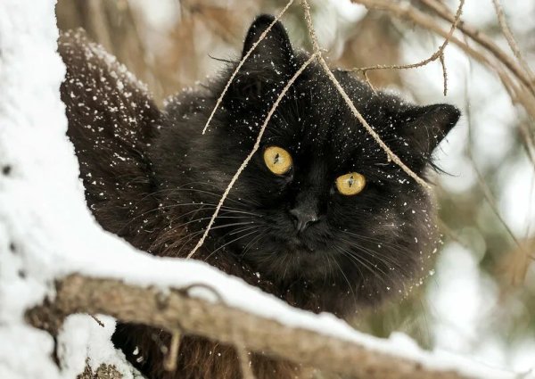 Зимние коты