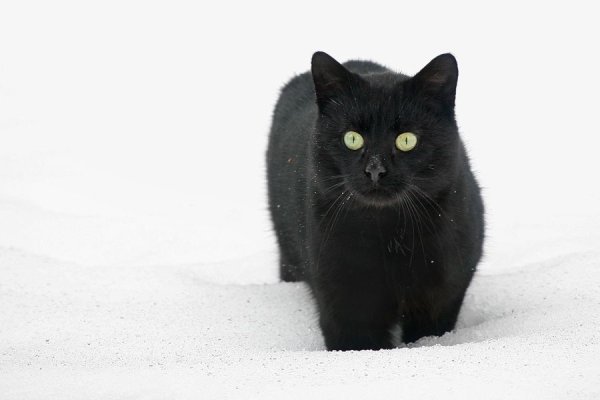 Черный котенок в снегу