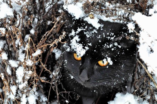 Черный кот в снегу