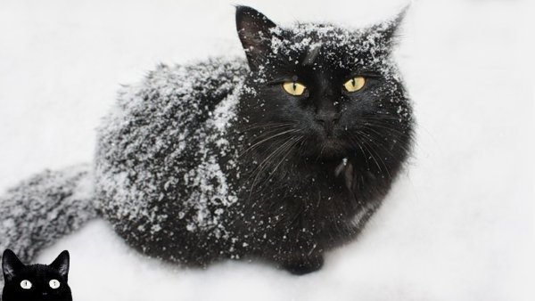 Черный пушистый кот зимой