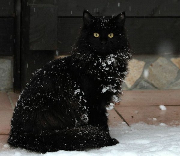 Черный пушистый кот на снегу