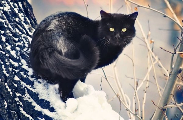 Черная кошка зимой
