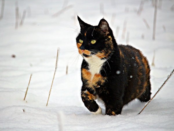 Трехцветная кошка зимой