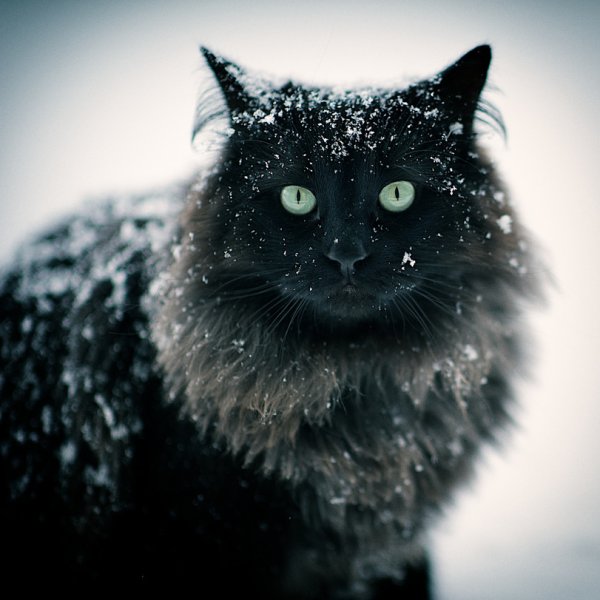 Черный кот зима